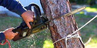 Professional Tree Services in Wytheville, VA